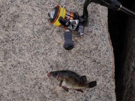 メバルと戯れる